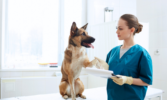 Make Canine Diabetes Management Easier with Comfort-in Needle free System