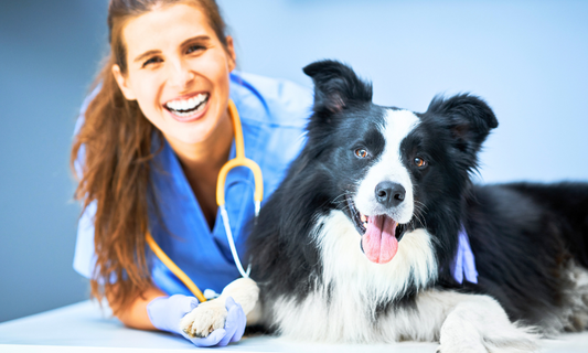 Why your dog deserves the comfort of needleless injections with Comfort-in Needle free Jet System