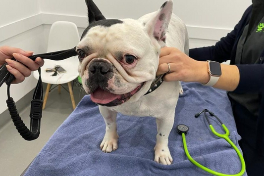 Is there an alternative to insulin for dogs?