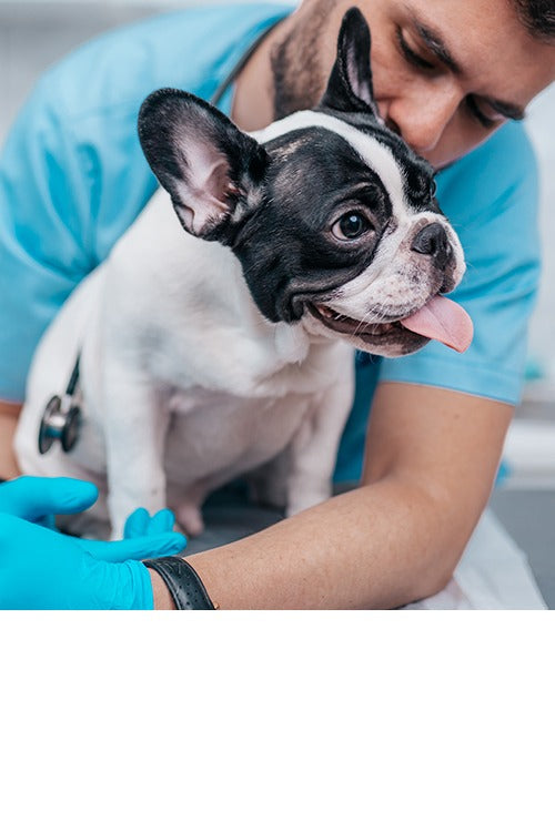 Needle free administration to dogs and cats
