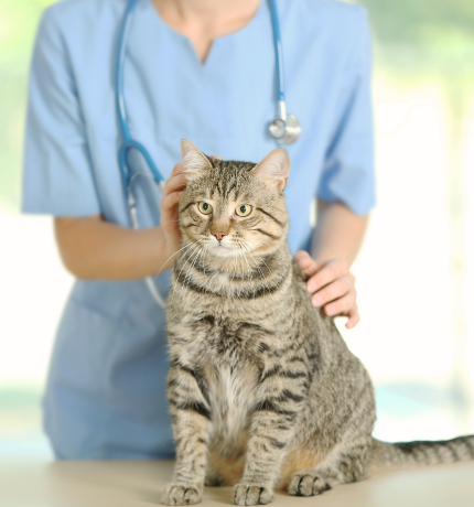 Feline Diabetes