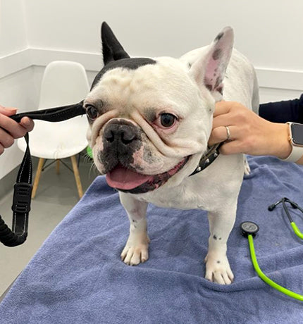 Dogs with Diabetes
